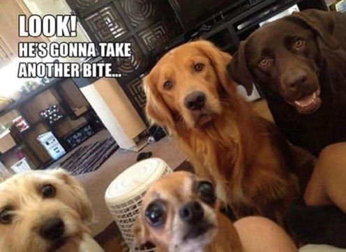 dogs gonna take nuther bite.jpg